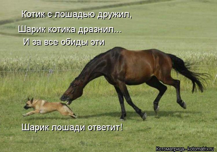 Котоматрица: Шарик котика дразнил... Котик с лошадью дружил, И за все обиды эти Шарик лошади ответит!