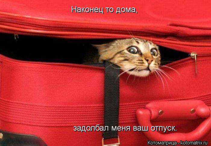 Котоматрица: Наконец то дома, задолбал меня ваш отпуск.
