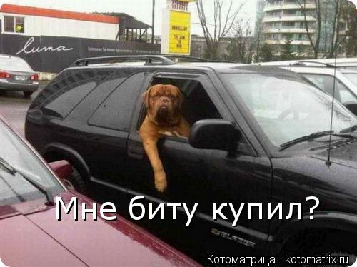 Мне биту купил?... Котоматрица: Мне биту купил?