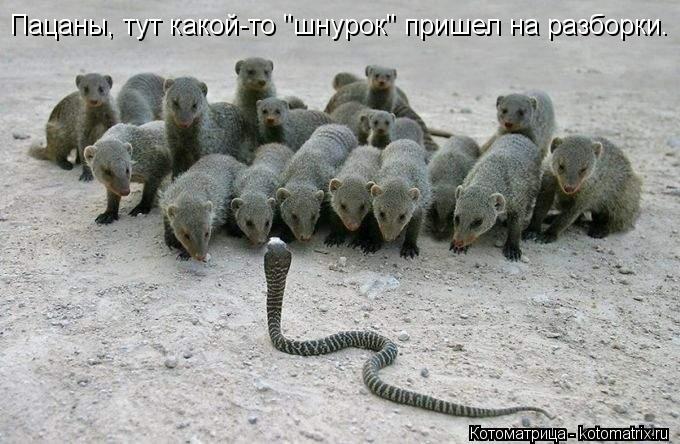 Пацаны, тут какой-то "шнурок" пришел на разборки.... Котоматрица: Пацаны, тут какой-то "шнурок" пришел на разборки.