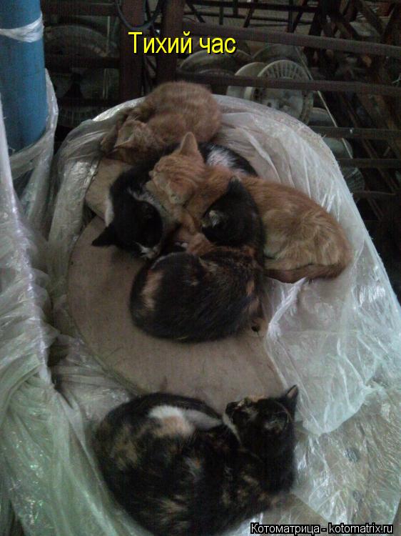 Тихий час... Котоматрица: Тихий час