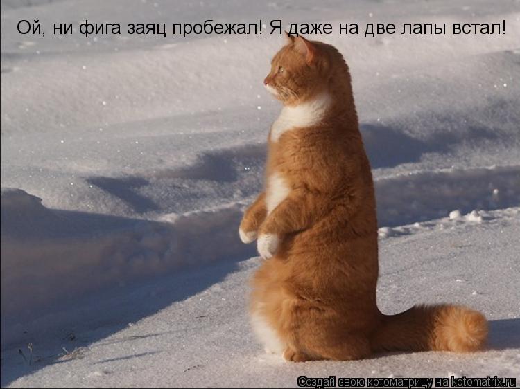 Ой, ни фига заяц пробежал! Я даже на две лапы встал!... Котоматрица: Ой, ни фига заяц пробежал! Я даже на две лапы встал!