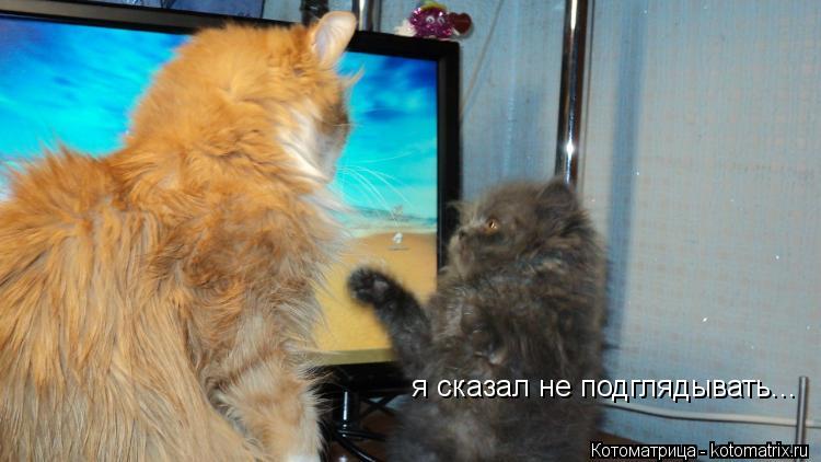 я сказал не подглядывать...... Котоматрица: я сказал не подглядывать...
