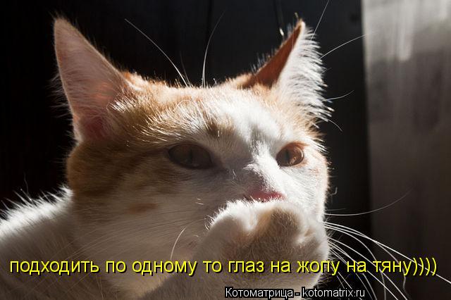 подходить по одному то глаз на жопу на тяну))))... Котоматрица: подходить по одному то глаз на жопу на тяну))))