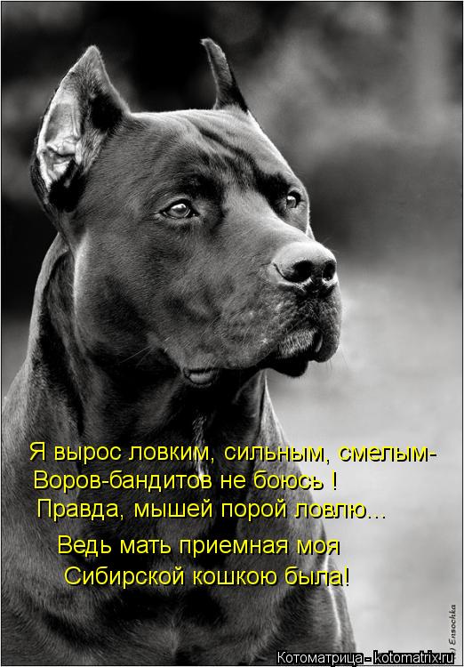 Котоматрица: Я вырос ловким, сильным, смелым- Воров-бандитов не боюсь ! Правда, мышей порой ловлю... Ведь мать приемная моя Сибирской кошкою была!