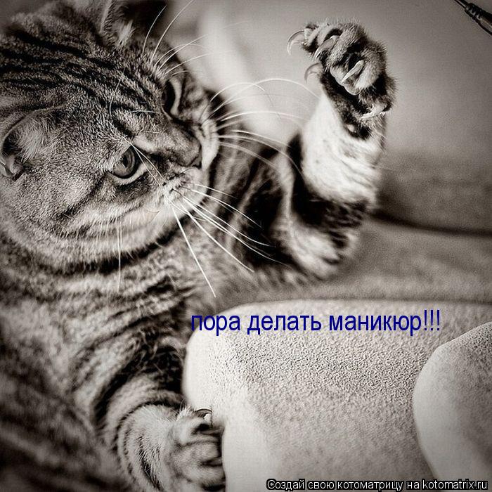 Котоматрица: пора делать маникюр!!!