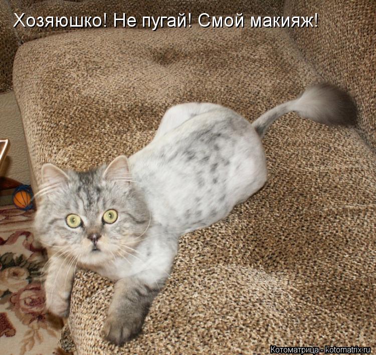 Котоматрица: Хозяюшко! Не пугай! Смой макияж!