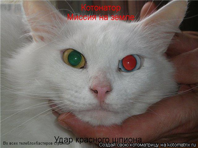 Котоматрица: Котонатор Миссия на земле Удар красного шпиона Во всех телеблохбастеров странны