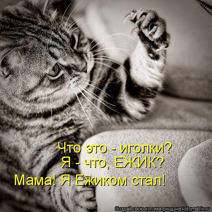 Котоматрица: Что это - иголки? Я - что, ЕЖИК? Мама! Я Ежиком стал!