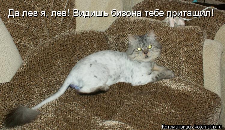 Котоматрица: Да лев я, лев! Видишь бизона тебе притащил!