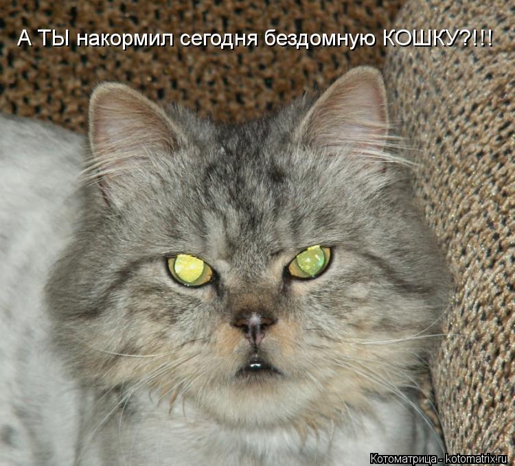 Котоматрица: А ТЫ накормил сегодня бездомную КОШКУ?!!!