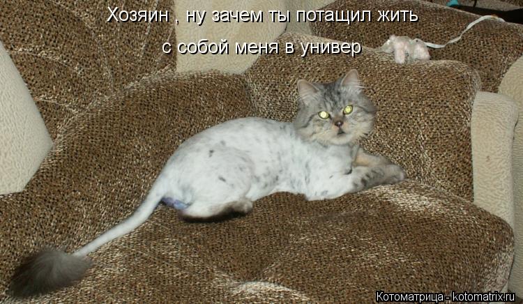 Котоматрица: Хозяин , ну зачем ты потащил жить с собой меня в универ