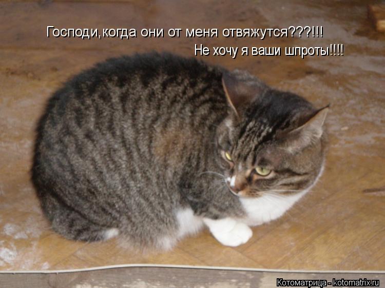 Котоматрица: Господи,когда они от меня отвяжутся???!!! Не хочу я ваши шпроты!!!!