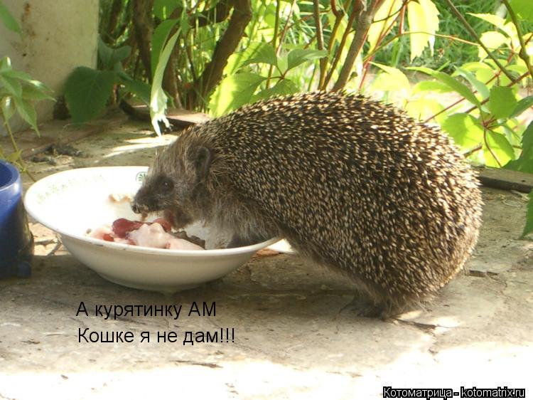 Котоматрица: А курятинку АМ  Кошке я не дам!!!