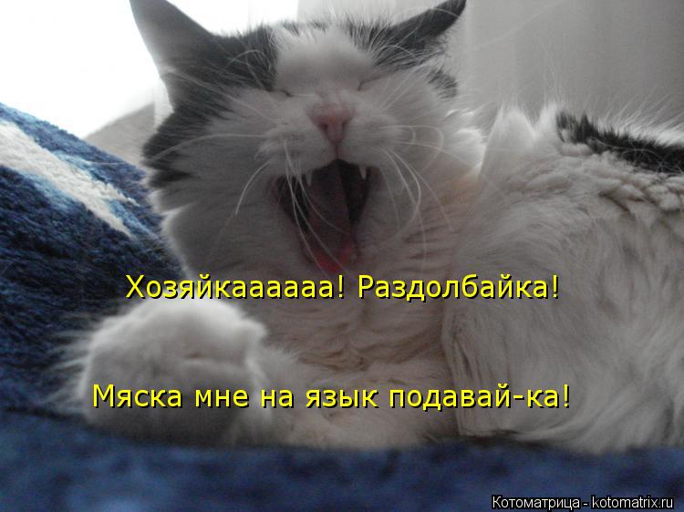 Котоматрица: Хозяйкаааааа! Раздолбайка! Мяска мне на язык подавай-ка!