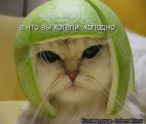 Котоматрица: а что вы хотели .холодно