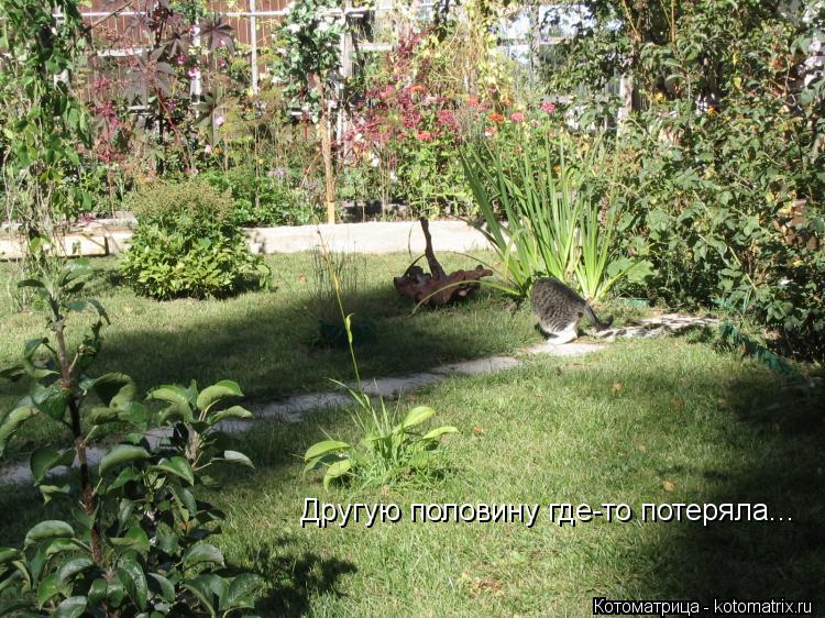 Котоматрица: Другую половину где-то потеряла...