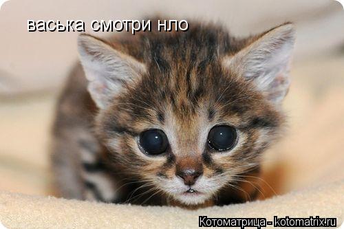 Котоматрица: васька смотри нло