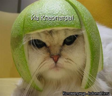 Котоматрица: Йа Клеопатра!