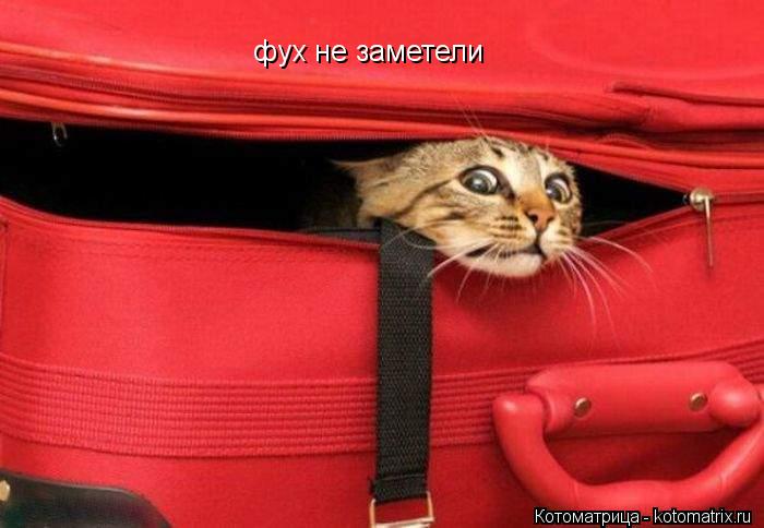 Котоматрица: фух не заметели