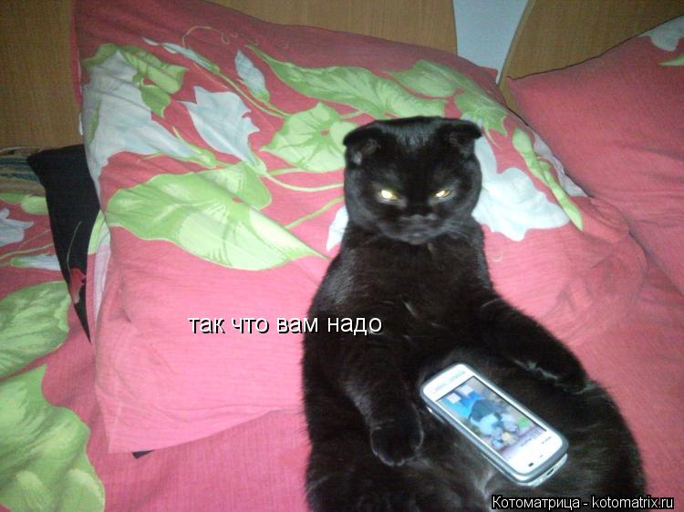 Котоматрица: так что вам надо
