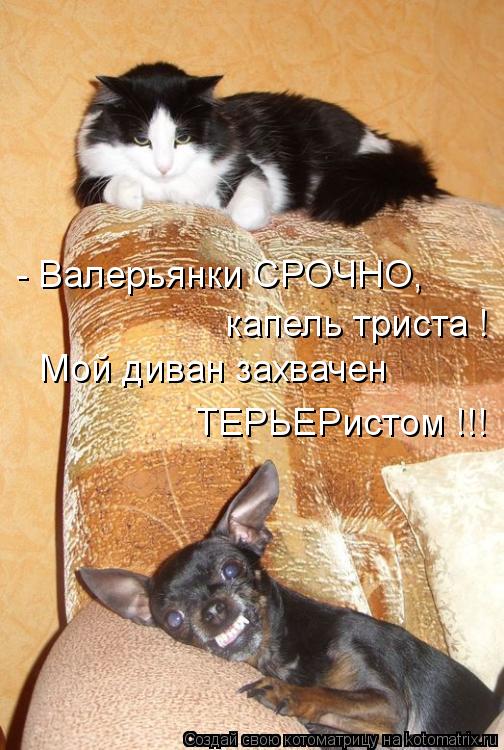 - Валерьянки СРОЧНО, капель триста ! Мой диван захвачен ТЕРЬЕРистом !!!... Котоматрица: - Валерьянки СРОЧНО, капель триста ! Мой диван захвачен ТЕРЬЕРистом !!!