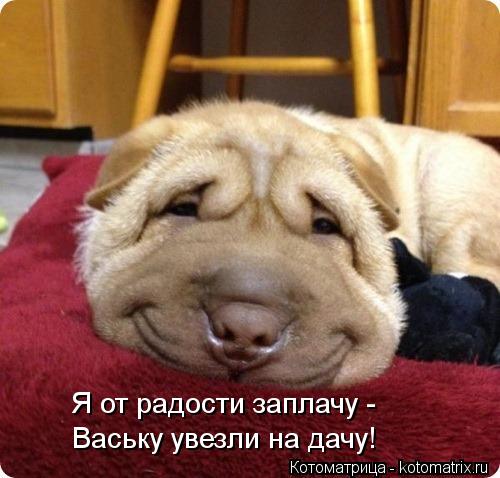 Котоматрица: Я от радости заплачу -  Ваську увезли на дачу!