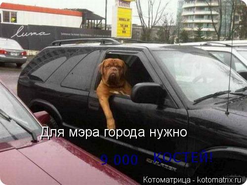 Котоматрица: Для мэра города нужно 9 000 КОСТЕЙ!