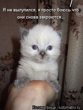 Котоматрица: Я не вылупился, я просто боюсь что  они снова закроются...