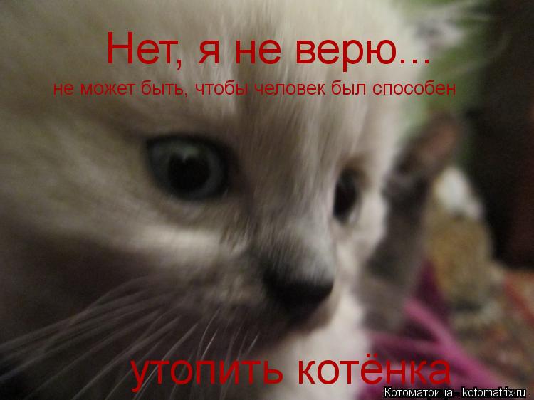 Котоматрица: Нет, я не верю... не может быть, чтобы человек был способен  утопить котёнка
