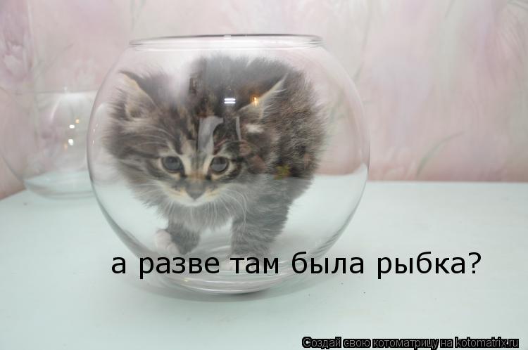Котоматрица: а разве там была рыбка?