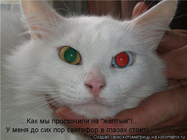 Котоматрица: ...Как мы проскочили на "желтый"!... У меня до сих пор светофор в глазах стоит!