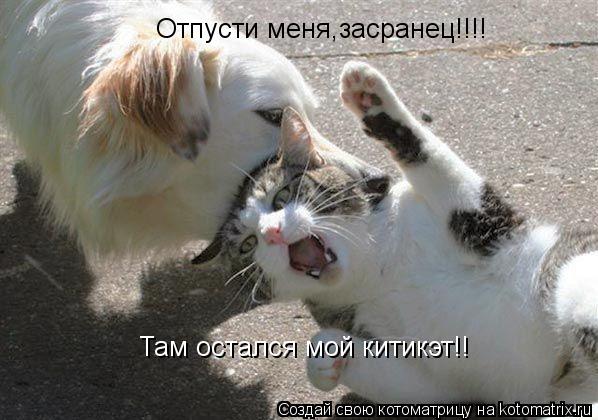 Котоматрица: Отпусти меня,засранец!!!! Там остался мой китикэт!!