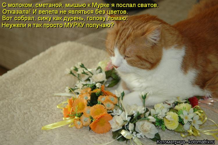 Котоматрица: С молоком, сметаной, мышью к Мурке я послал сватов. Отказала! И велела не являться без цветов… Вот собрал, сижу как дурень, голову ломаю: Неуж