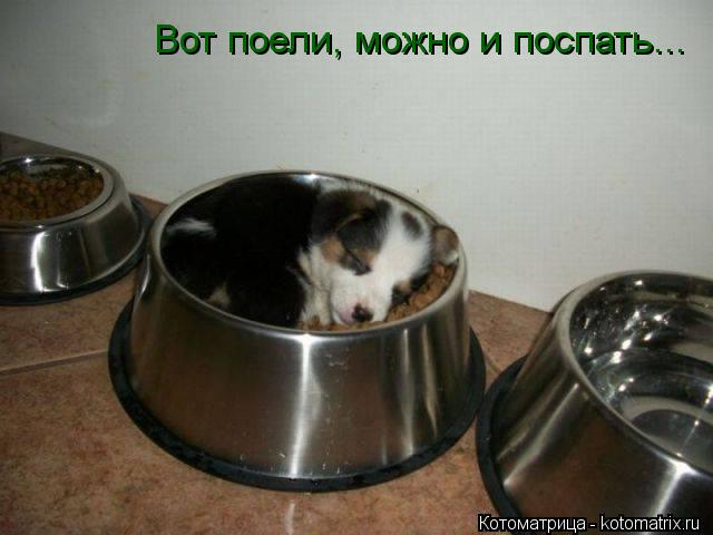 Котоматрица: Вот поели, можно и поспать...