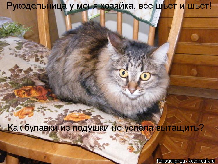 Рукодельница у меня хозяйка, все шьет и шьет! Как булавки из подушки не успела вытащить?... Котоматрица: Рукодельница у меня хозяйка, все шьет и шьет! Как булавки из подушки не успела вытащить?