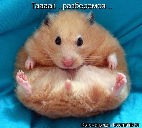 Котоматрица: Таааак...разберемся...