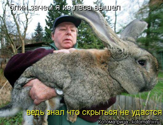 Котоматрица: блин зачем я из леса вышел ведь знал что скрыться не удастся