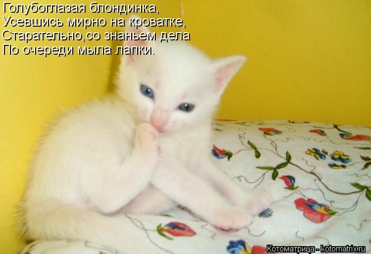 Котоматрица: Голубоглазая блондинка, Усевшись мирно на кроватке, Старательно,со знаньем дела По очереди мыла лапки.