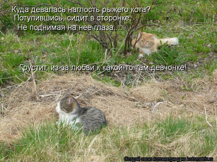 Котоматрица: Куда девалась наглость рыжего кота? Потупившись, сидит в сторонке, Не поднимая на нее глаза.... Грустит, из-за любви к какой-то там девчонке!