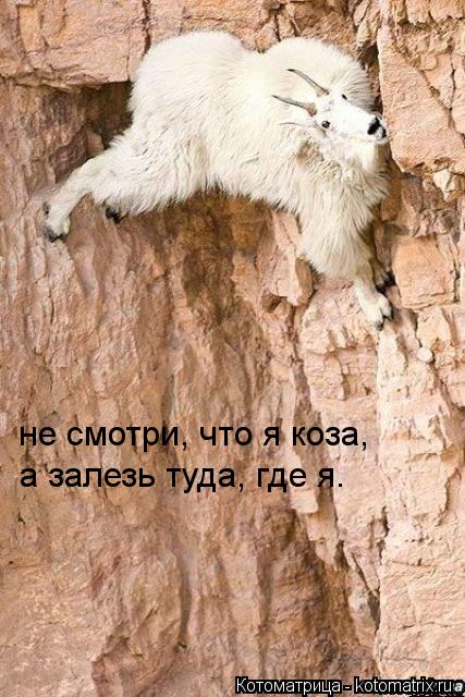 Котоматрица: не смотри, что я коза, а залезь туда, где я.