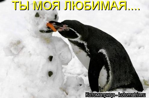 ТЫ МОЯ ЛЮБИМАЯ....... Котоматрица: ТЫ МОЯ ЛЮБИМАЯ....