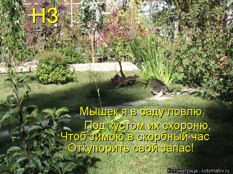 Мышек я в саду ловлю, Под кустом их схороню, Чтоб зимою в скорбный час Откупорить свой запас! НЗ... Котоматрица: Мышек я в саду ловлю, Под кустом их схороню, Чтоб зимою в скорбный час Откупорить свой запас! НЗ