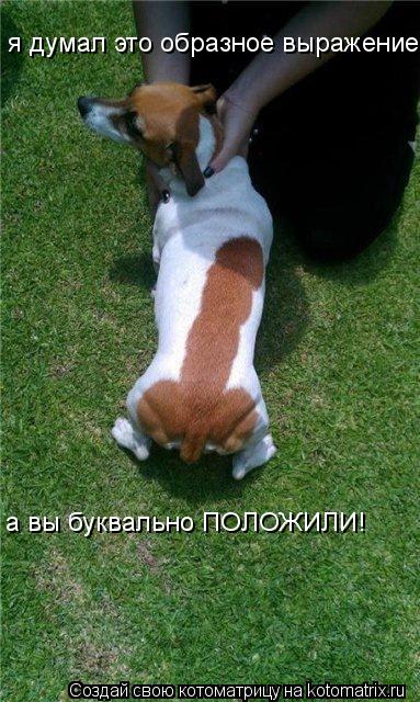 я думал это образное выражение, а вы буквально ПОЛОЖИЛИ!... Котоматрица: я думал это образное выражение, а вы буквально ПОЛОЖИЛИ!