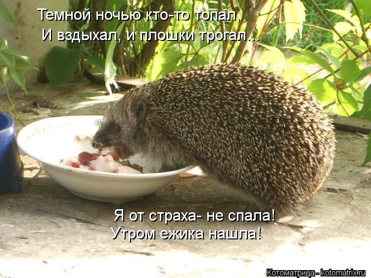 Я от страха- не спала! Утром ежика нашла! Темной ночью кто-то топал, И вздыхал, и плошки трогал...... Котоматрица: Я от страха- не спала! Утром ежика нашла! Темной ночью кто-то топал, И вздыхал, и плошки трогал...