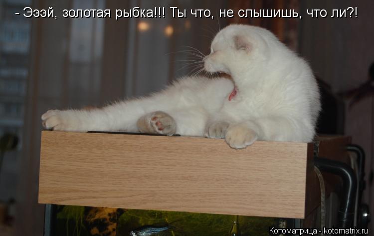 - Эээй, золотая рыбка!!! Ты что, не слышишь, что ли?! - Эээй, золотая рыбка!!! Ты что, не слышишь, чт... Котоматрица: - Эээй, золотая рыбка!!! Ты что, не слышишь, что ли?! - Эээй, золотая рыбка!!! Ты что, не слышишь, что ли?!