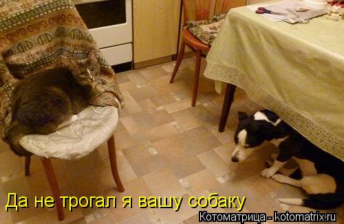 Да не трогал я вашу собаку... Котоматрица: Да не трогал я вашу собаку
