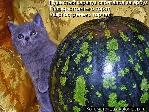 Пушистый карапуз спрятался за арбуз Глазки хитренько горят, Ушки остренько торчат... Котоматрица: Пушистый карапуз спрятался за арбуз Глазки хитренько горят, Ушки остренько торчат