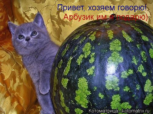 Привет, хозяем говорю! Арбузик им я подарю)... Котоматрица: Привет, хозяем говорю! Арбузик им я подарю)