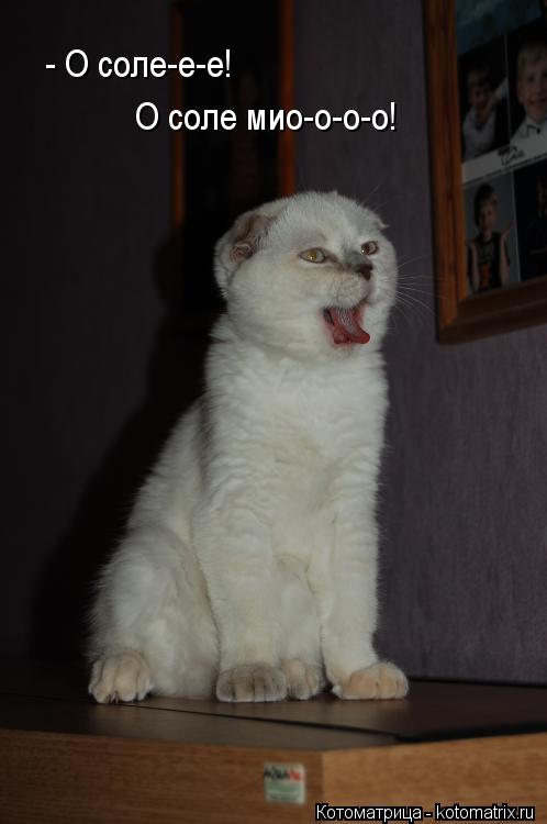 - О соле-е-е! О соле мио-о-о-о!... Котоматрица: - О соле-е-е! О соле мио-о-о-о!